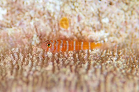 スジシマイソハゼ