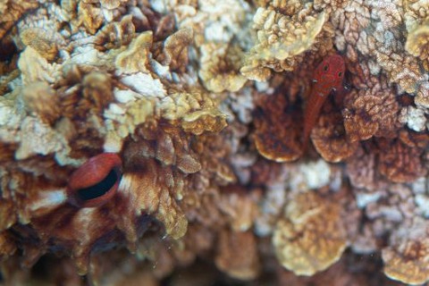 オキナワベニハゼ