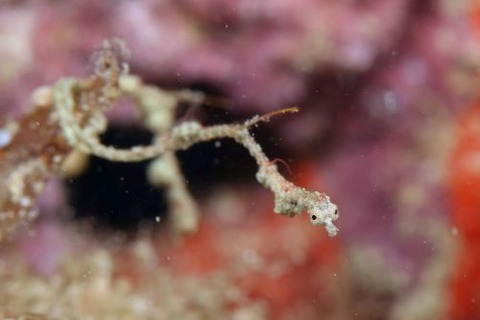 キオネミクティス・ルメンガニィ