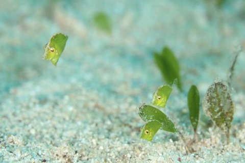 セダカカワハギ