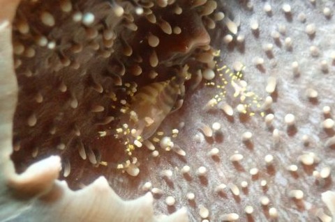 イソギンチャクモドキカクレエビ