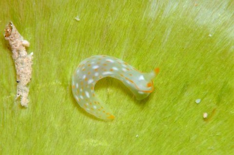 キヌハダウミウシ属の1種