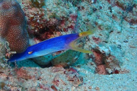 ハナヒゲウツボ