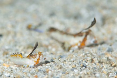 イッポンテグリ