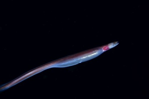 刺激的な水中生物