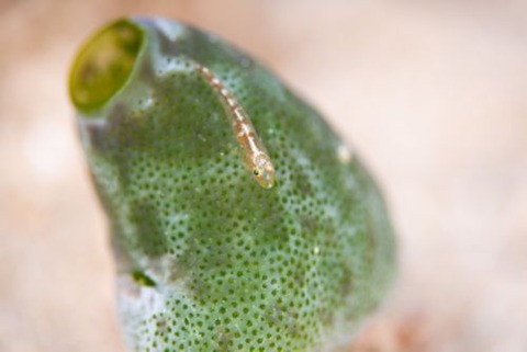 ウミショウブハゼ属の1種