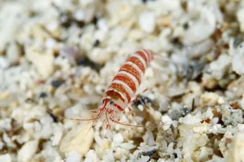 カザリムラサキエビ