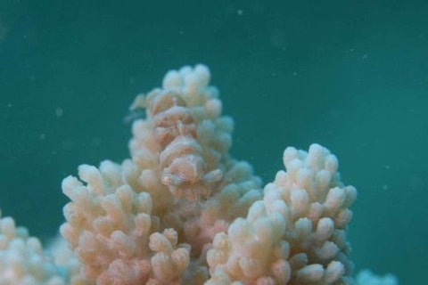 イソバナカクレエビ