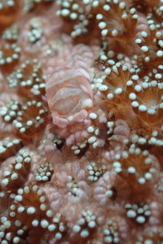 ヤクシマカクレエビ