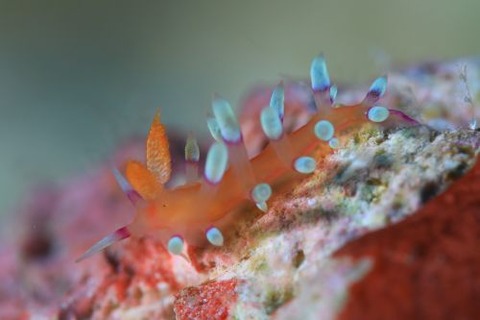 アデヤカミノウミウシ