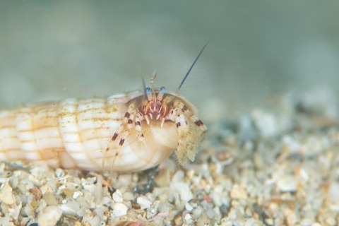 ツノヤドカリ属の1種