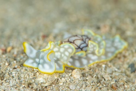 コンシボリガイ