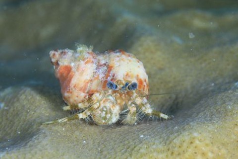 オキナワホンヤドカリ