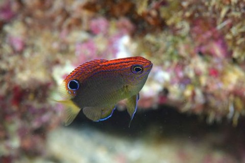 クロメガネスズメダイ