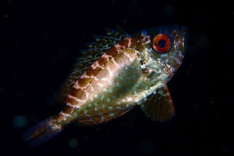 刺激的な水中生物