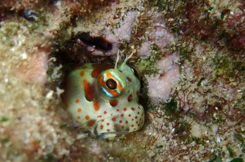 モンツキカエルウオ