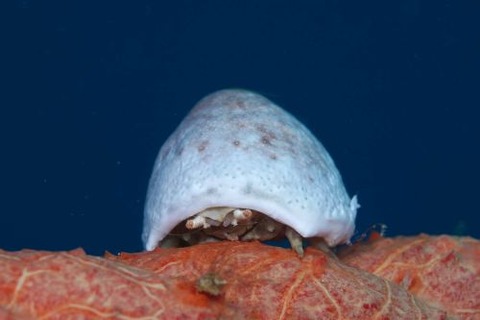 オガサワラカムリ