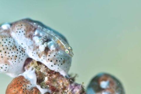 ウミショウブハゼ属の1種