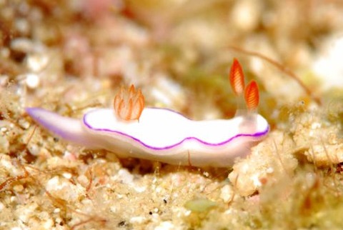 トルンナ・ダニエラエ