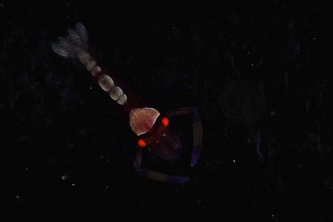 ウミウシカクレエビ