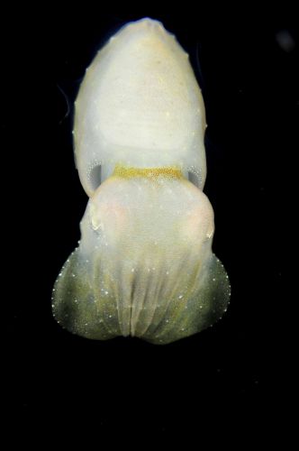 刺激的な水中生物