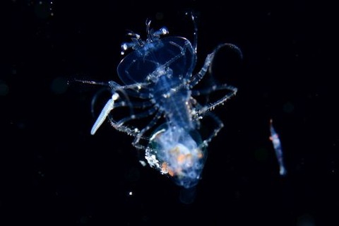 刺激的な水中生物