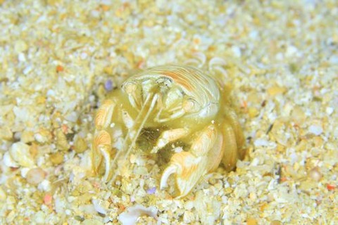 クダヒゲガニ科の1種