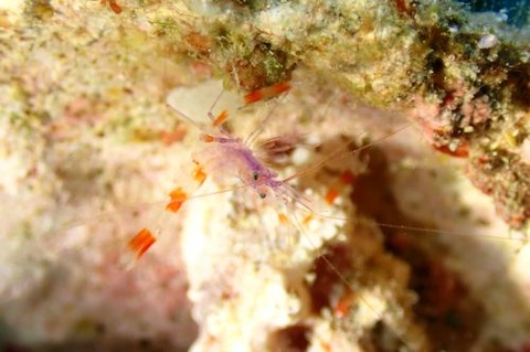 ステノプス・テヌイロストリス