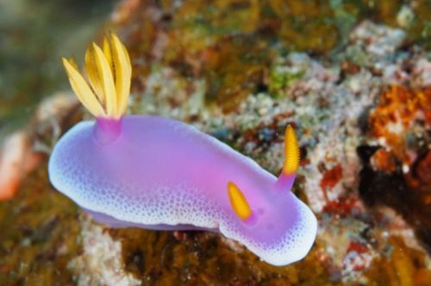 シンデレラウミウシ