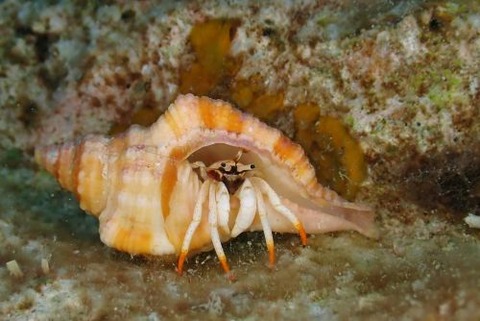 アカツメサンゴヤドカリ