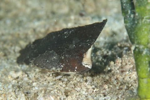 ツマジロオコゼ