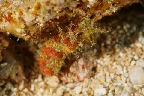 フシウデサンゴモエビ