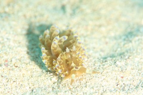 ワグシミノウミウシ