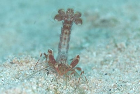 アナエビ科の1種