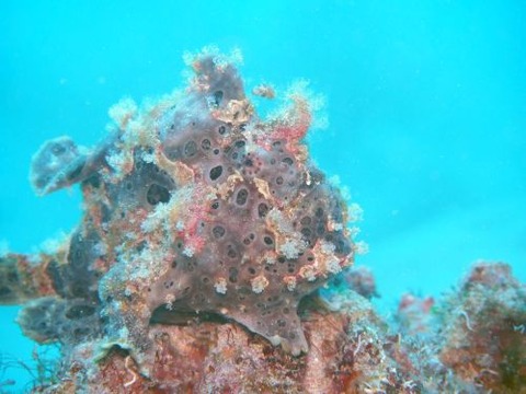 オオモンカエルアンコウ