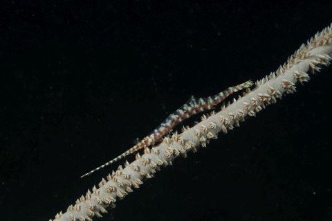トゼウマ・アルマートゥム