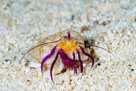 ムラサキゼブラヤドカリ