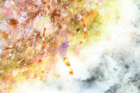 ステノプス・テヌイロストリス