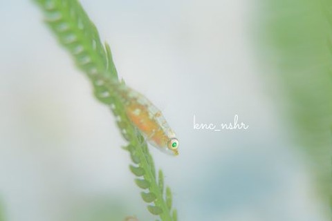 ウミショウブハゼ属の1種