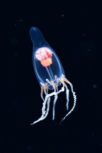 刺激的な水中生物