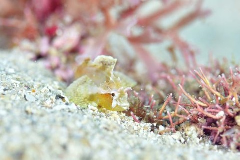 フサカサゴ科の1種