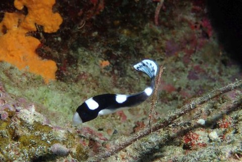 アジアコショウダイ