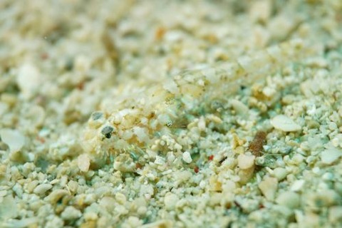 ヒゲモジャハゼ