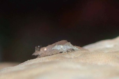 カクレモエビ属の1種