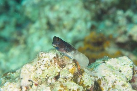 イシガキカエルウオ