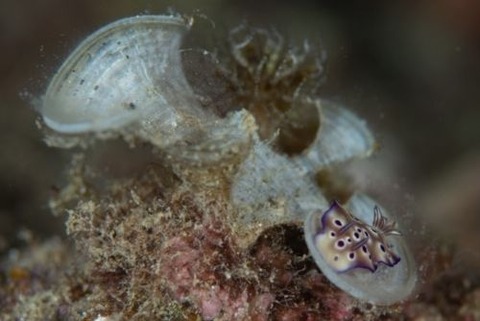 マダライロウミウシ