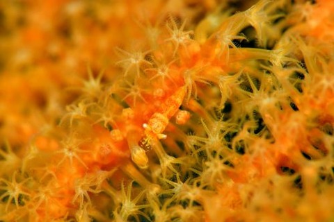 イソバナカクレエビ