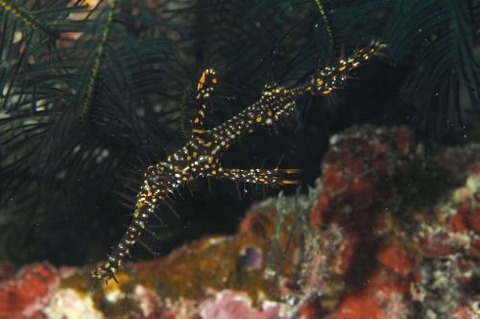 ニシキフウライウオ