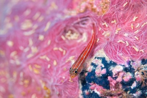 タテジマヘビギンポ