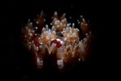 チンヨウジウオ